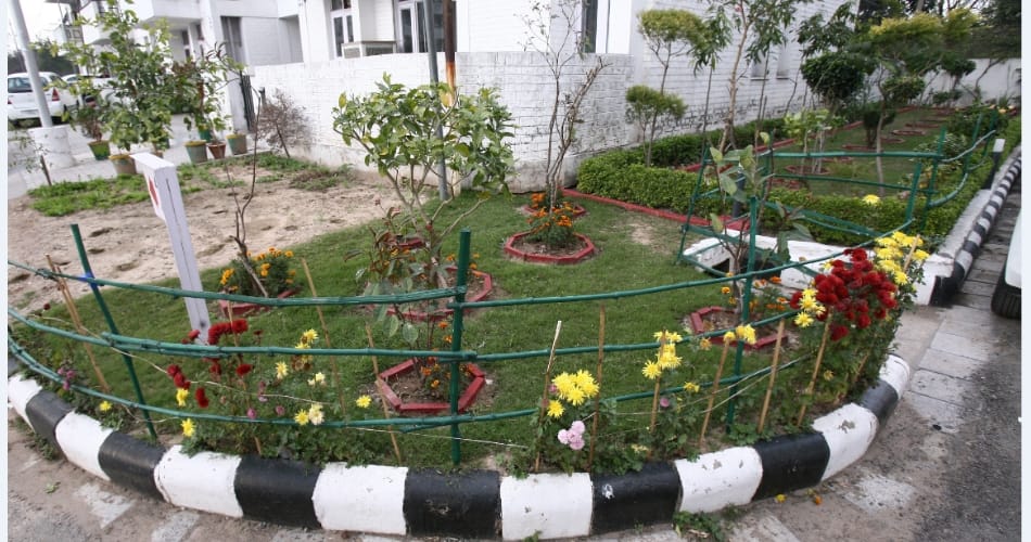 Sharma ji from Chandigarh, who maintain his garden own
