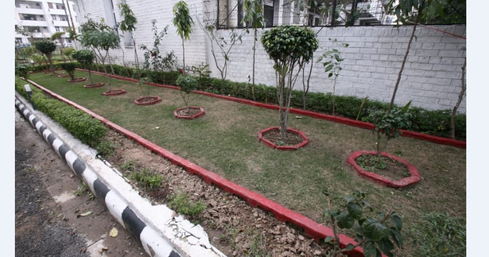 Sharma ji from Chandigarh, who maintain his garden own