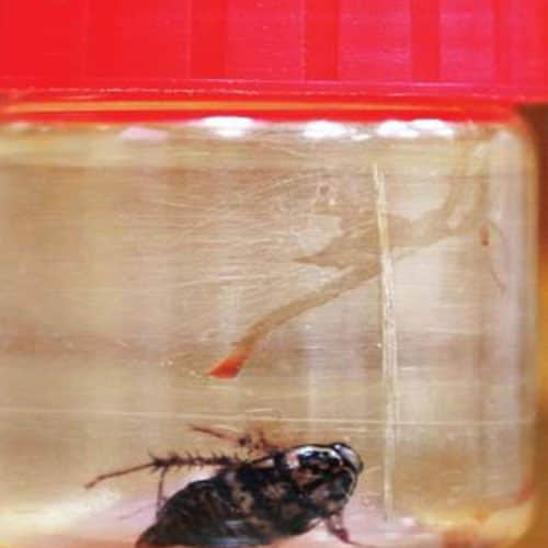 Alive Cockroach Found In Woman's Head In Tamil Nadu