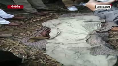 TIGER ATTACKS TWO PEOPLE IN PILIBHEET 