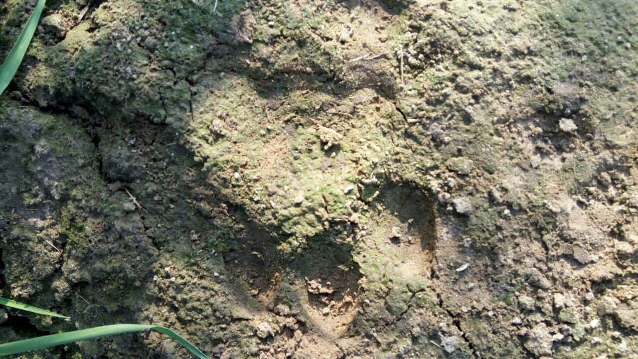 Brave husband saved the wife from Tiger's mouth
