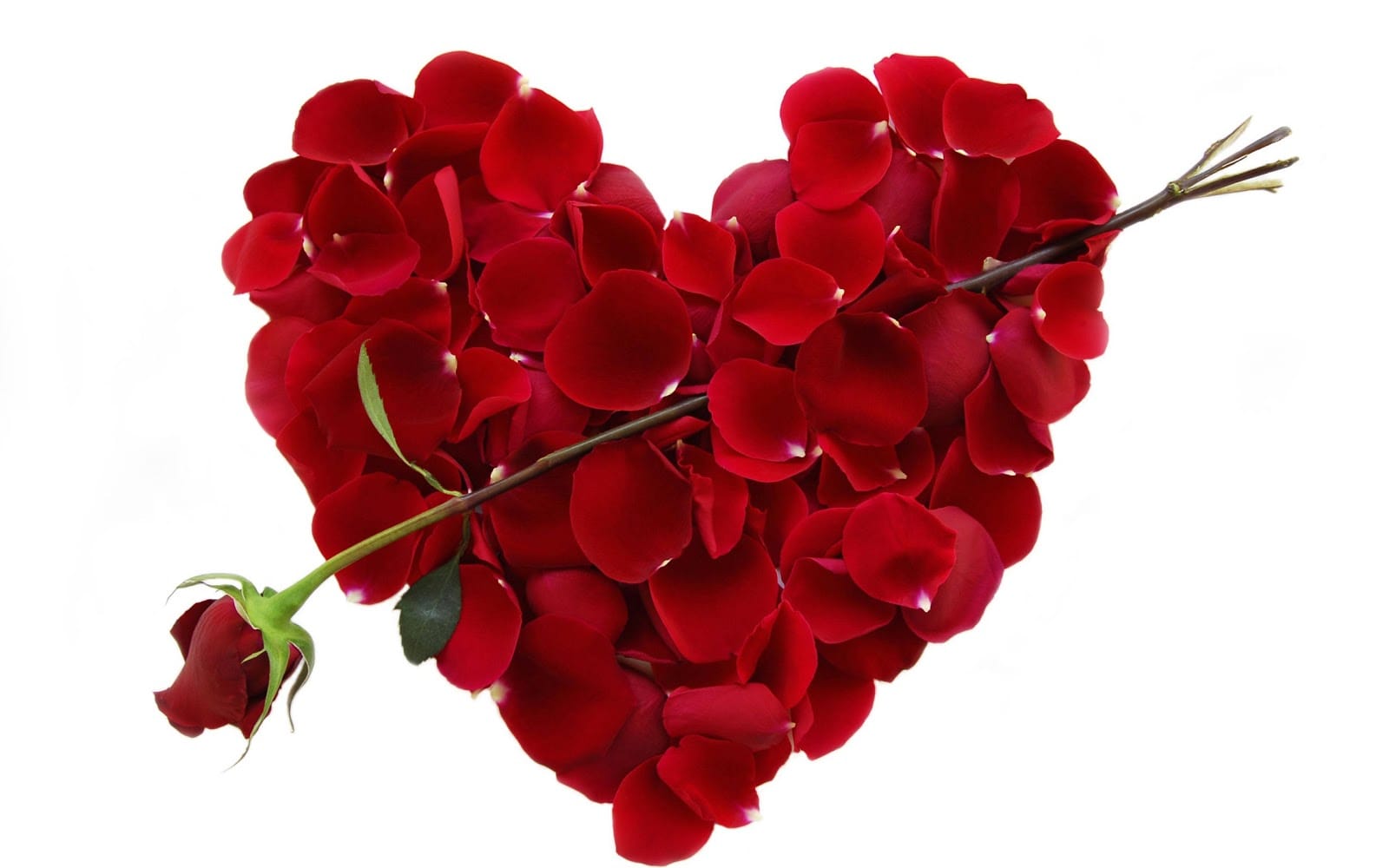 Rose Day 2018- buy a rose today otherwise you have to pay more 