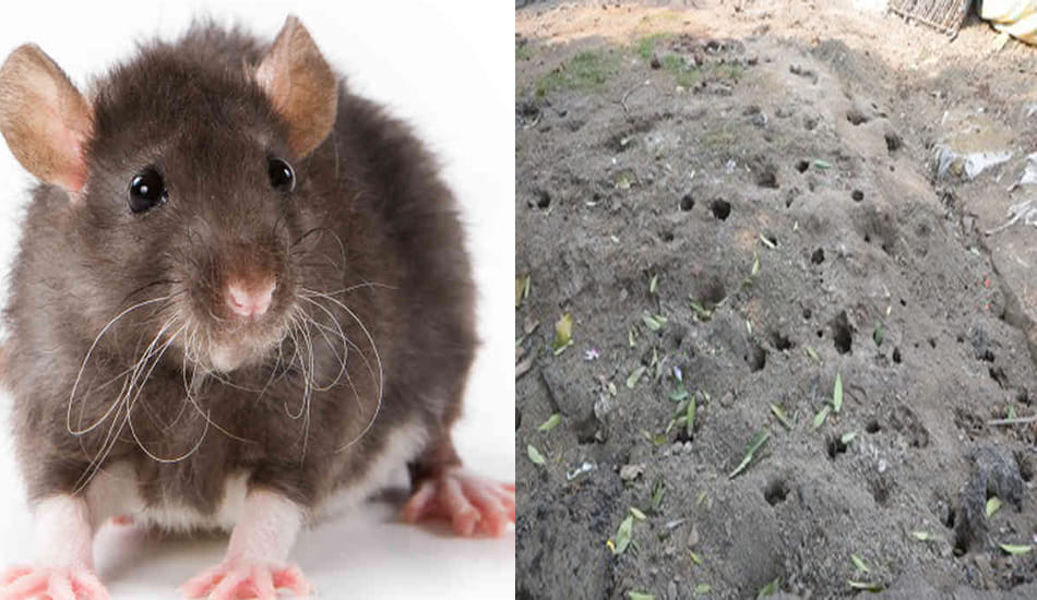 kanpur candidates threatened by rats