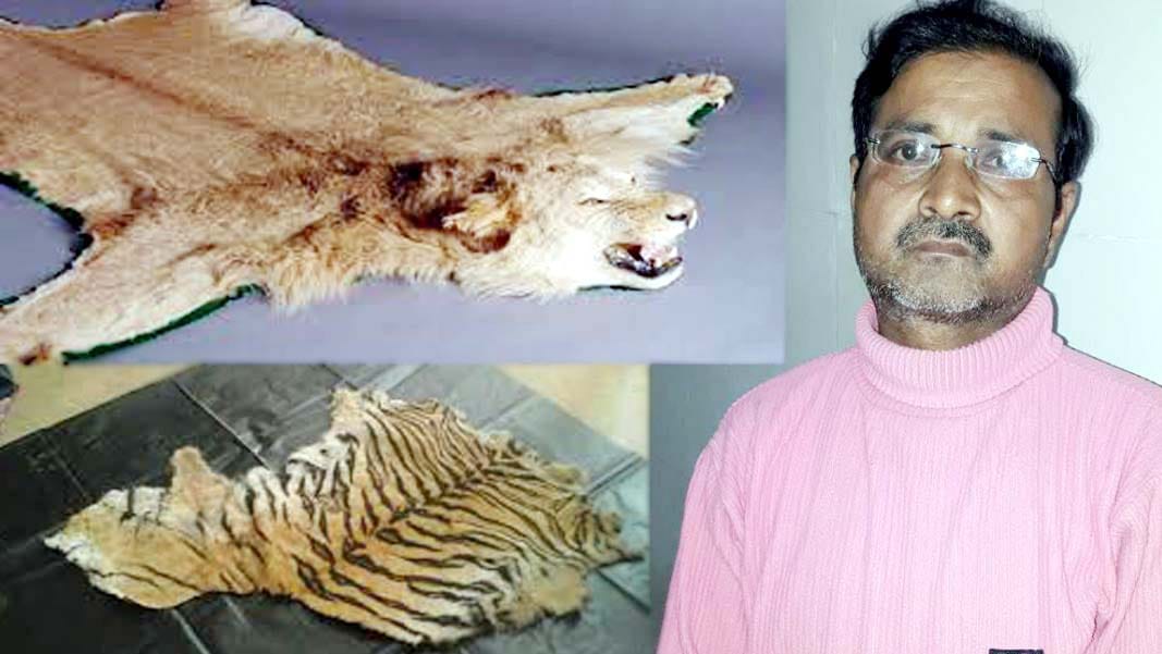 lion and tiger skins were taking supplies abroad stf arrested