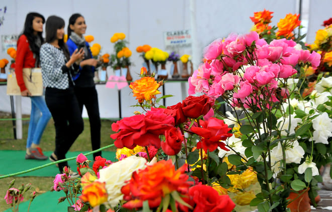 punjab university chandigarh rose festival schedule released, many new things will seen first time