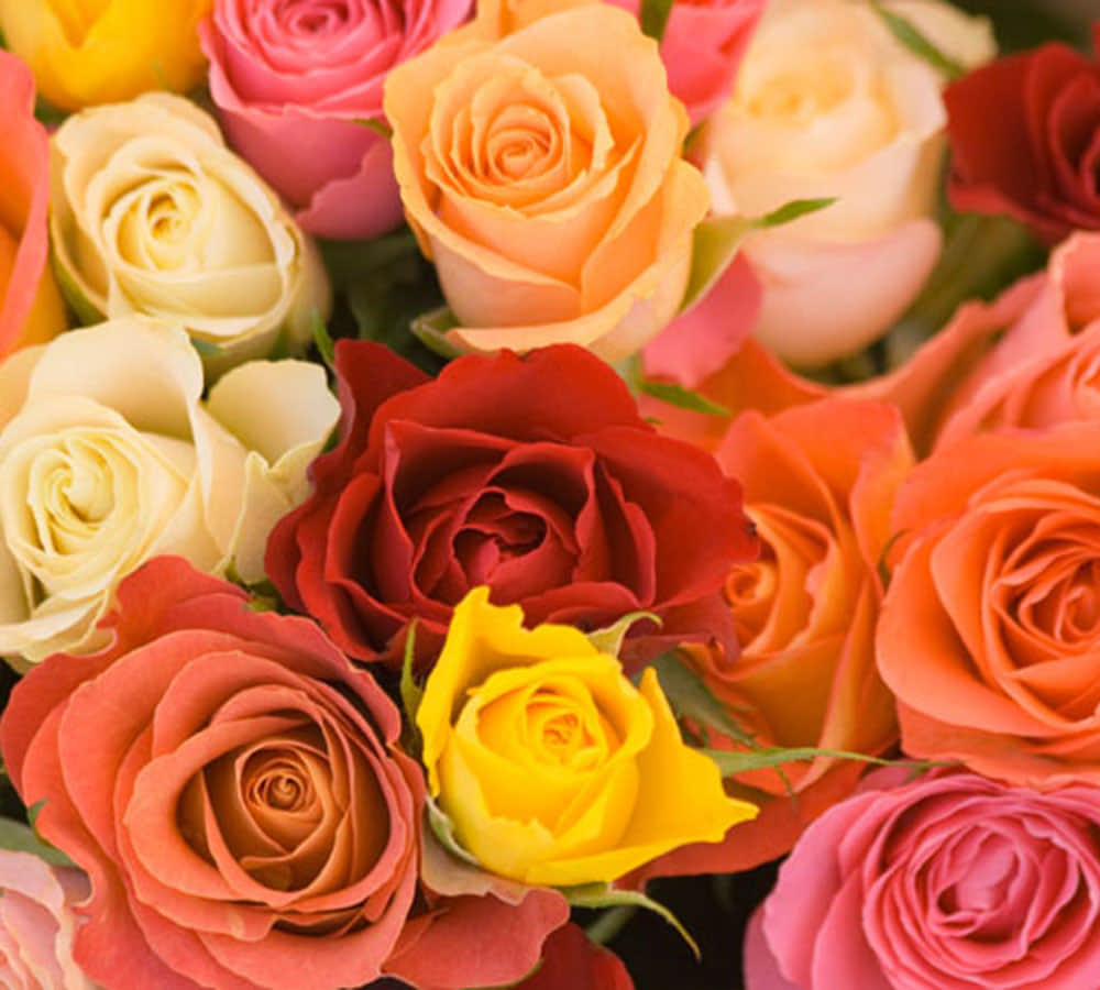 different rose colors and meaning