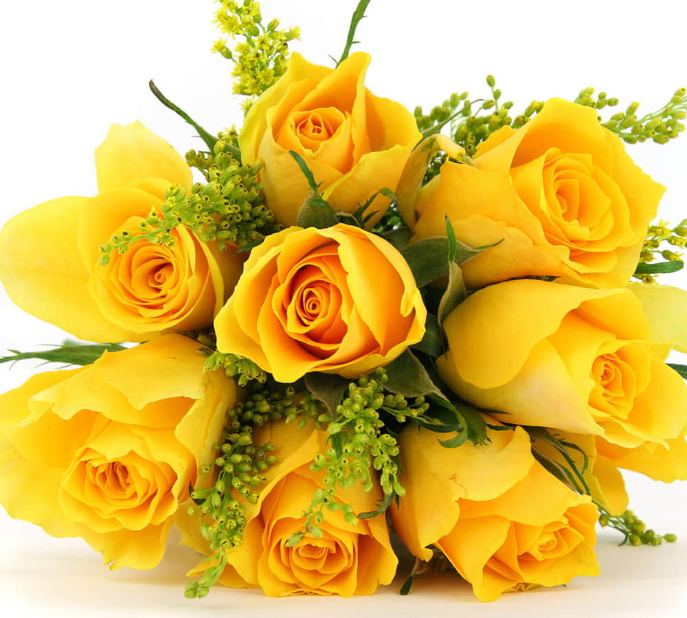 different rose colors and meaning