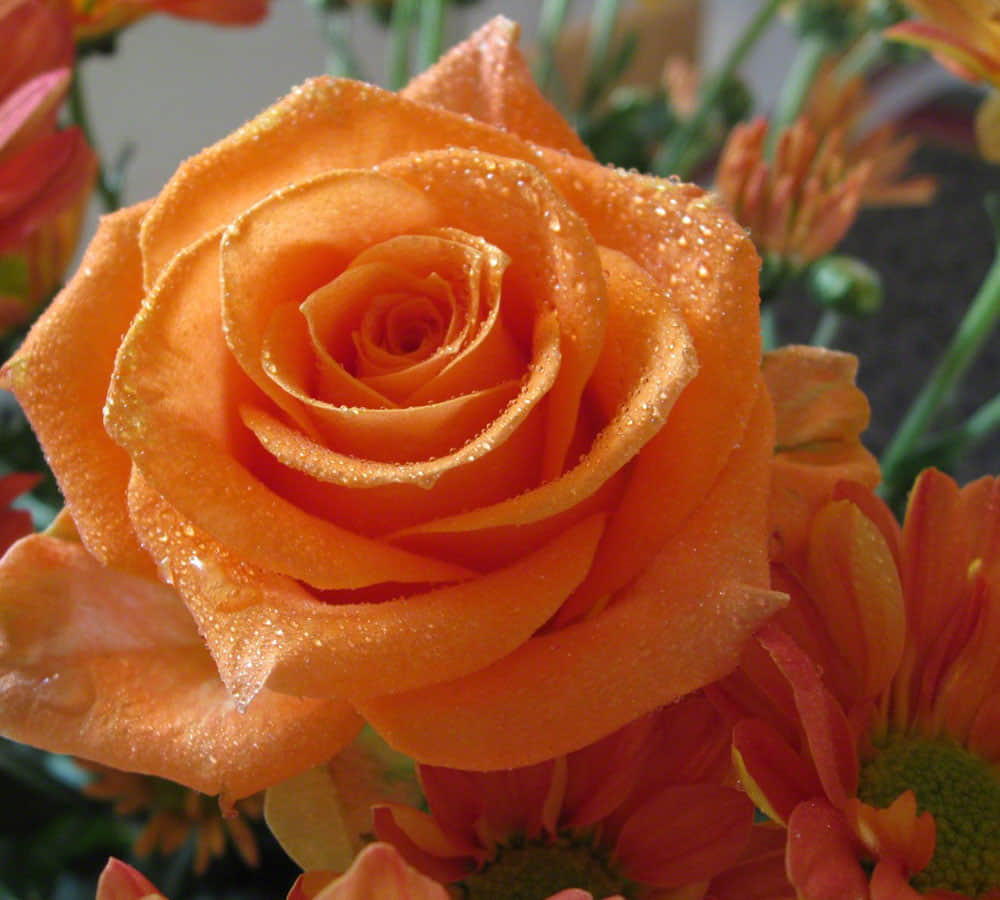 different rose colors and meaning