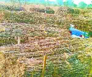 Sugarcane farmers fed up
