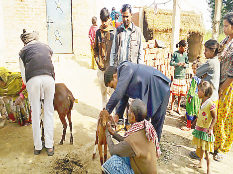 Fire enclosure, nine goats death