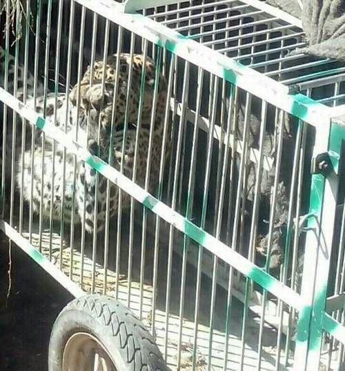 Females Guldar caged 