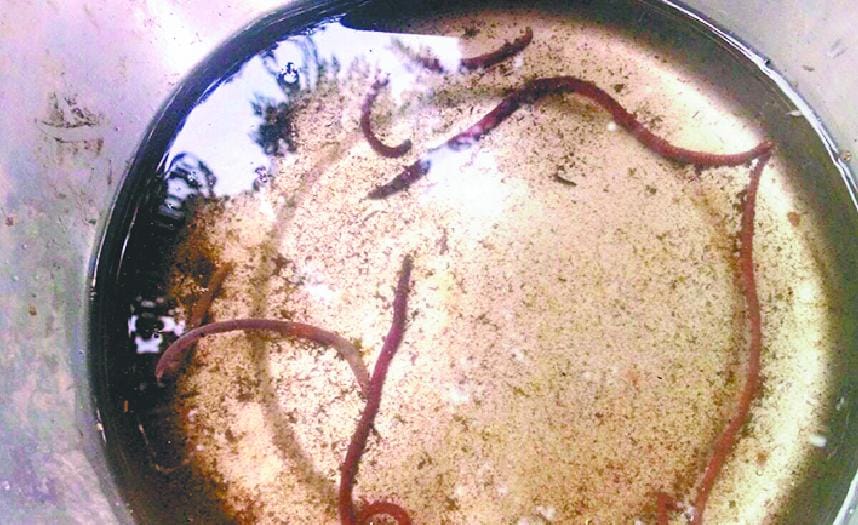 water supply with worm in chamba