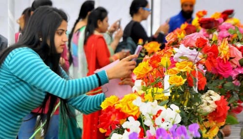 chandigarh rose festival 2017