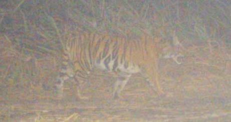 The photo was captured killer tigress