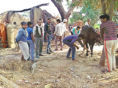 Half a dozen cattle died in the fire enclosure