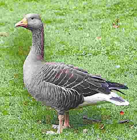 grey leg goonj