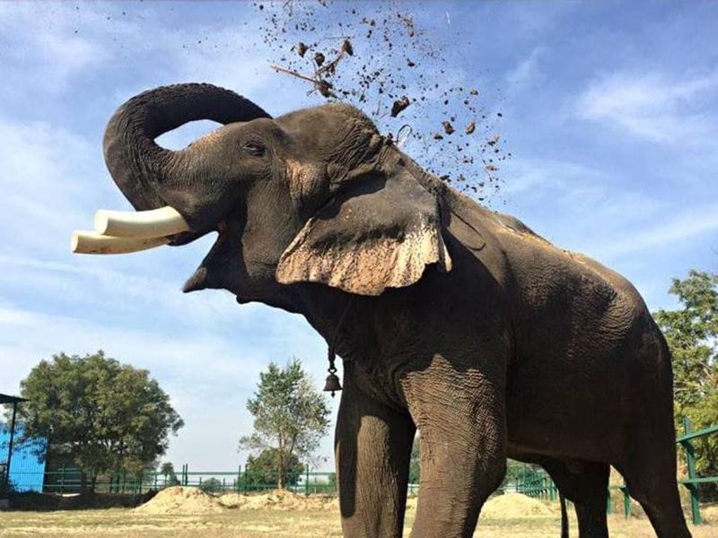 mathuras eliphant atich with new friend