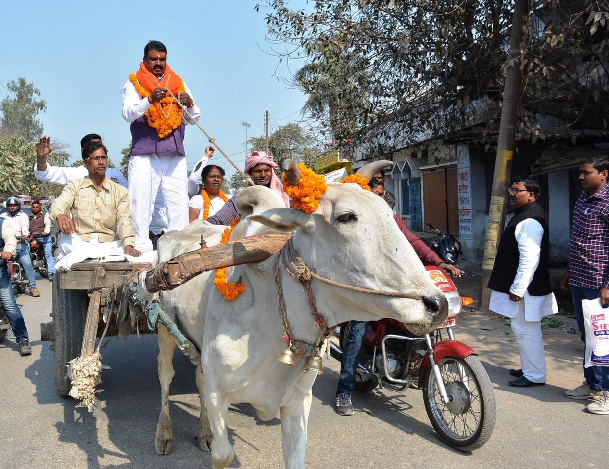 Maharashtra passes legislation to resume bullock cart race