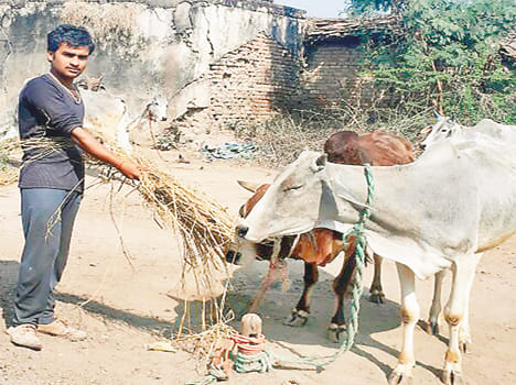 Farmers splitting anna cattle 