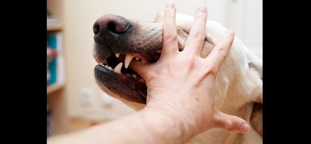 dog bite may be dangerous for life, be aware and remove poison as soon as possible