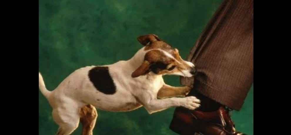 Dog got angry because a man did not remove the car