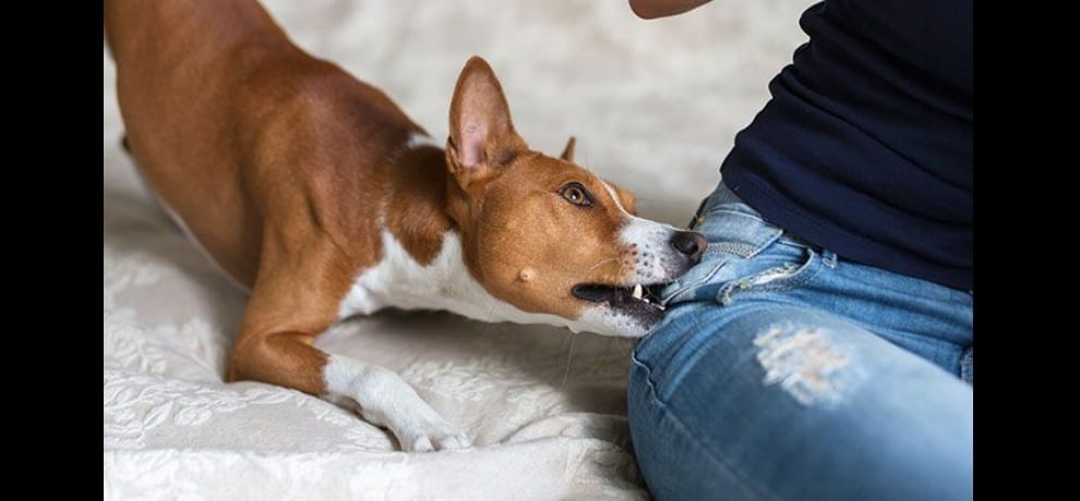 dog bite may be dangerous for life, be aware and remove poison as soon as possible