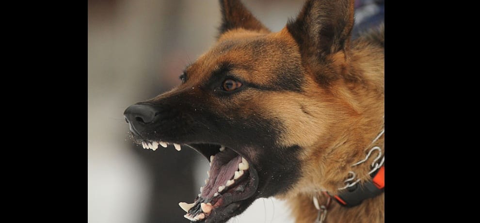  stray dogs terror on sukhna lake chandigarh