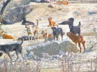 dog, bite, one killed, animal, kurukshetra