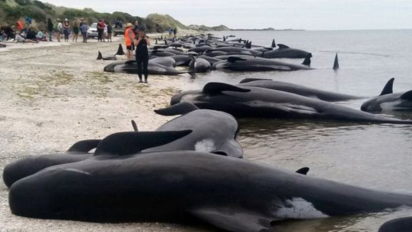 Why do whales come beach to death