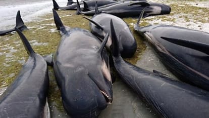 Why do whales come beach to death