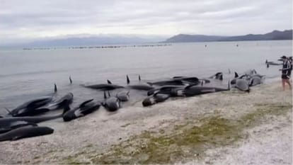 Why do whales come beach to death