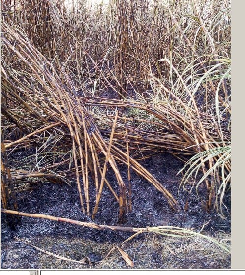 Four acres burned cane Burning, scorching youth