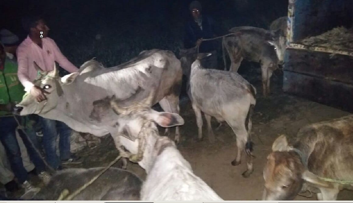 11 bovine animals recovered from the pick-up, one arrested