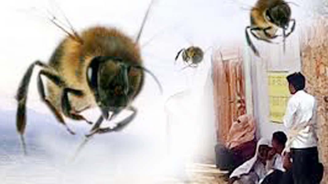 bees attack stampede over 22 injured