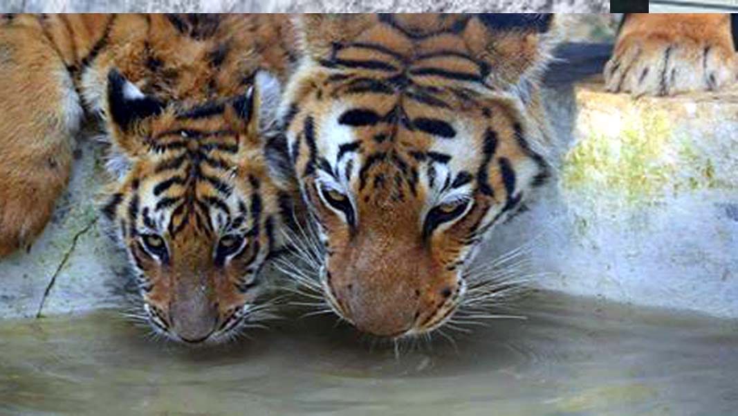 animals of kanpur zoo are suffering from problem