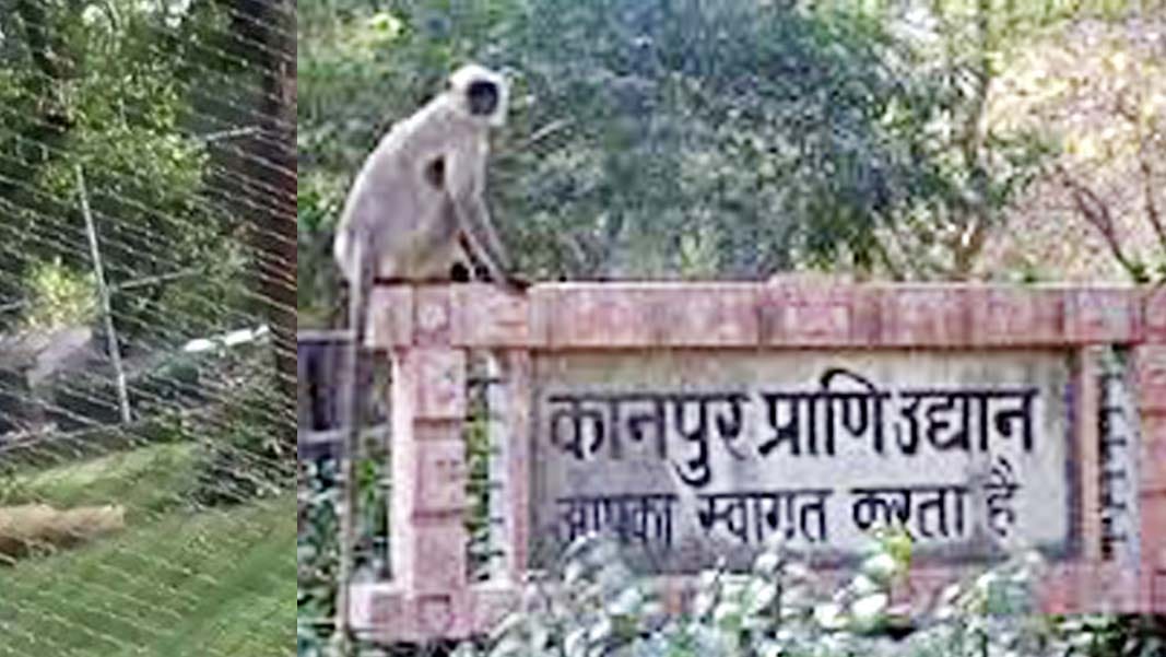 animals of kanpur zoo are suffering from problem