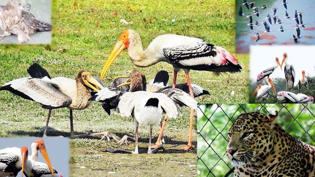 animals of kanpur zoo are suffering from problem