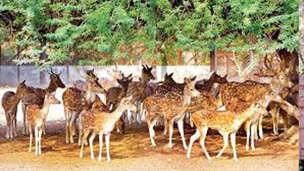 Centre report raises concern over animal care in Bhagwan Birsa Biological Park Jharkhand zoo