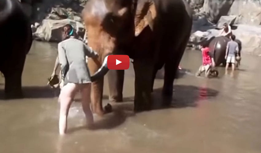 Elephant Kicked A Girl High In The Air