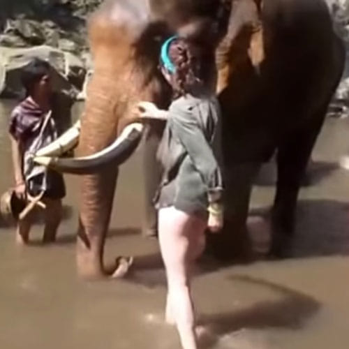 Elephant Kicked A Girl High In The Air