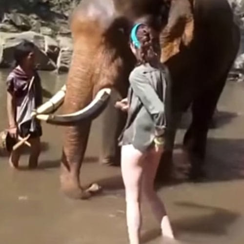 Elephant Kicked A Girl High In The Air