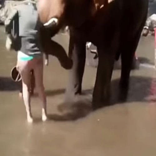 Elephant Kicked A Girl High In The Air
