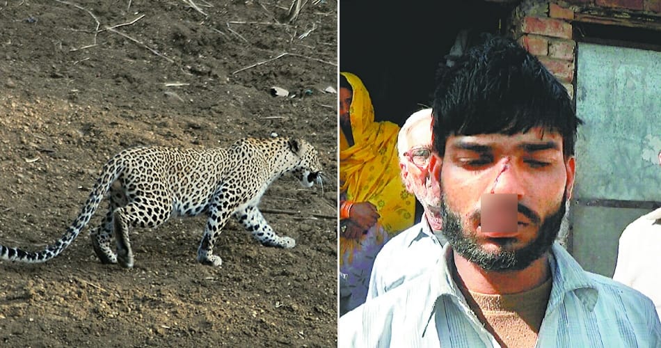 Leopard attacked on a person in pinjaur, panchkula news