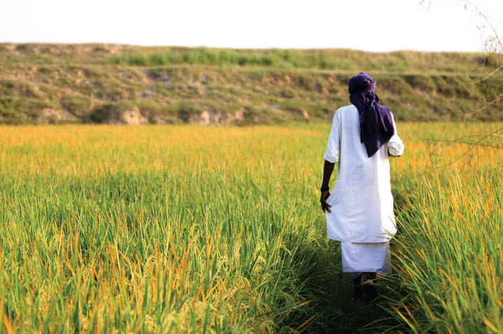 May increase wheat production, Expected bumper production