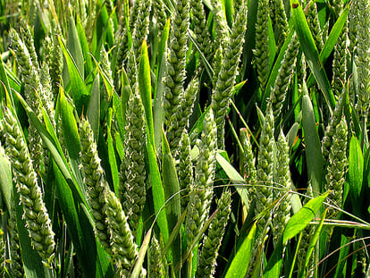 May increase wheat production, Expected bumper production