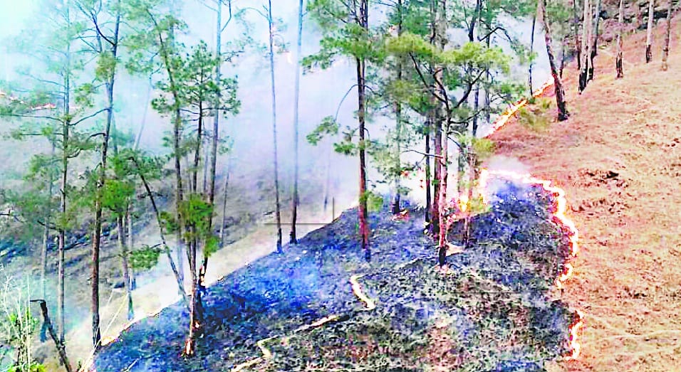 Fire season before the smoldering pine woods