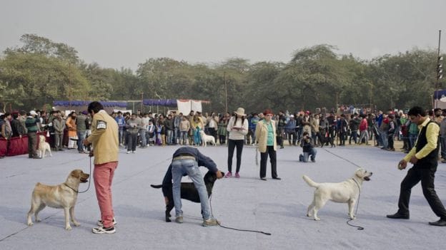 dogs will ask you to vote in BMC elections