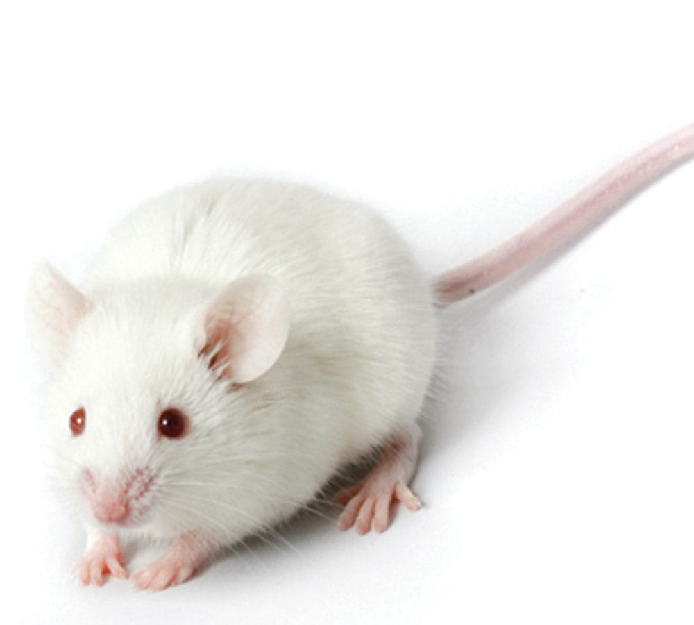 microbes increases sex hormone  