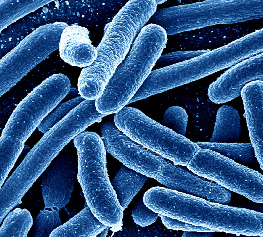 microbes increases sex hormone  