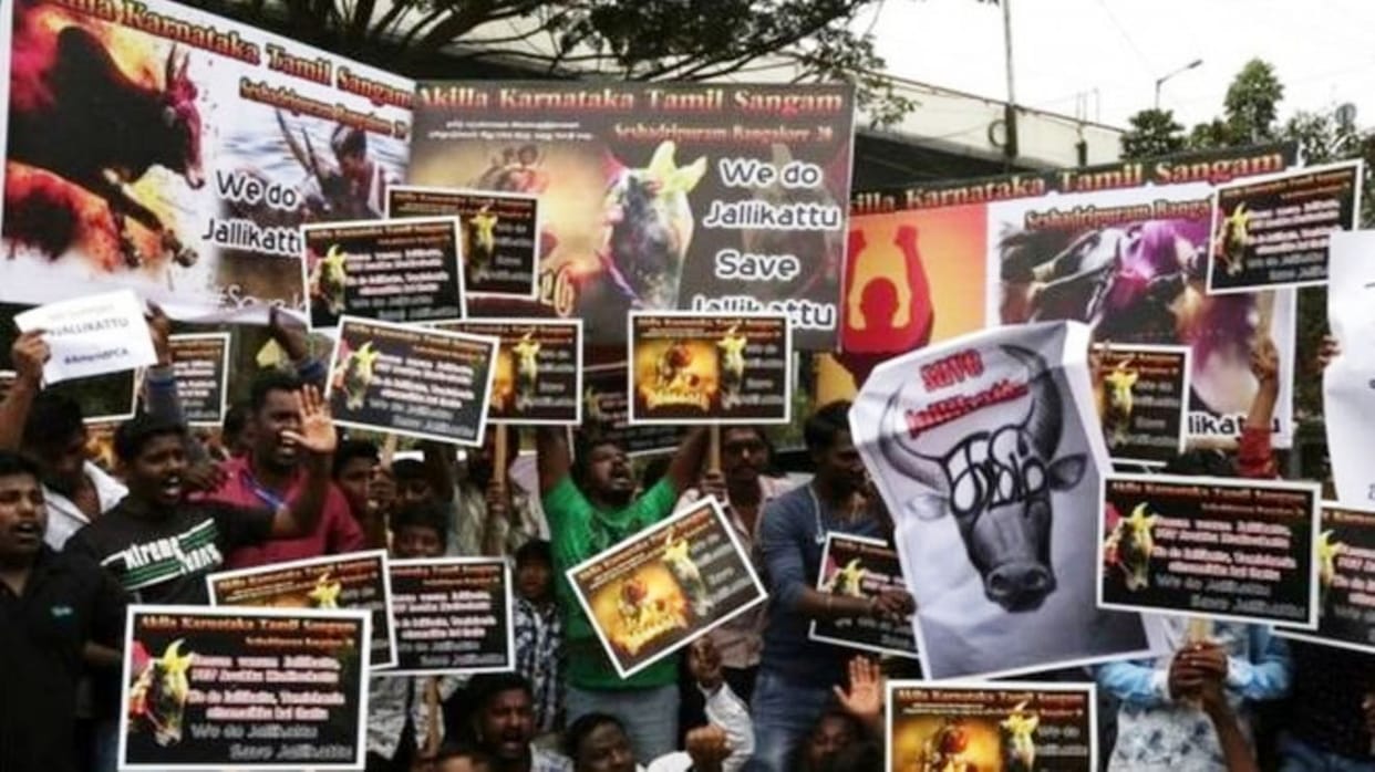 Jallikattu: It is battle of Racial supremacy not bull fight